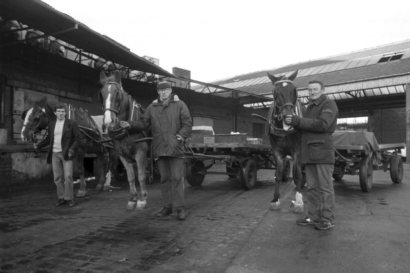 Three Scotmid horses due to retire when the company stops milk horse doorstep deliveries in December 1984 - l-r: Jimmy Quinn and Trigger, R O'Conner and Billy and Jimmy Cole and Nippy.