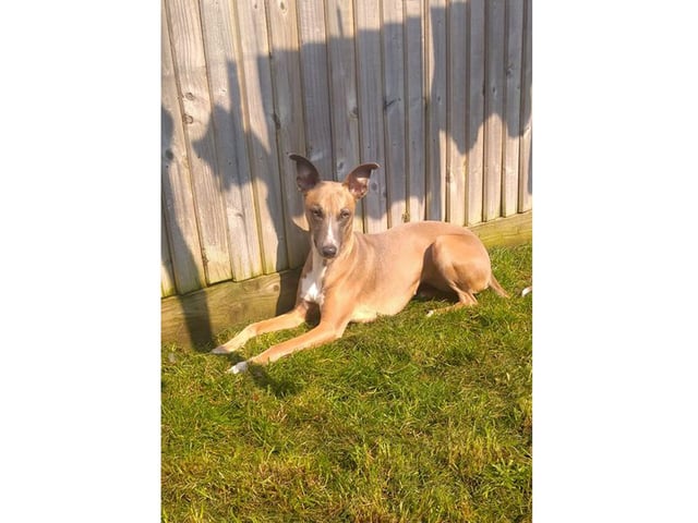 Gemma Kelly's dog, Bow, loves lockdown because she gets to sunbathe in the garden all day.