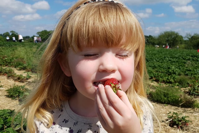 School Farm Soft Fruit, near Retford, is opening its strawberry picking. Open Saturday 10am to 6pm, Sundays 10am to 5pm.