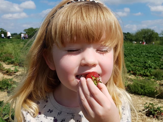 School Farm Soft Fruit, near Retford, is opening its strawberry picking. Open Saturday 10am to 6pm, Sundays 10am to 5pm.