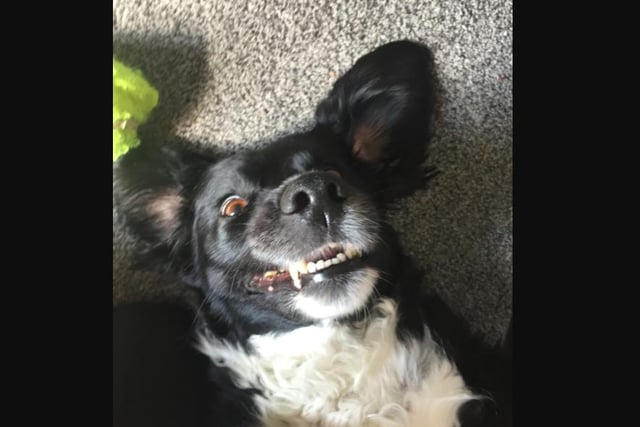 Border collie / cocker spaniel cross Sam joined Diane Pearson's family and looks to be loving life