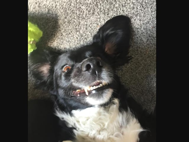 Border collie / cocker spaniel cross Sam joined Diane Pearson's family and looks to be loving life