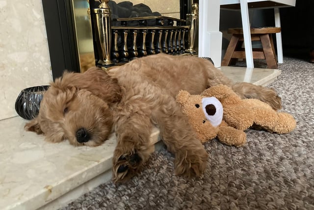 Labradoodle Hope is the newest member of Vanessa Cairns' family