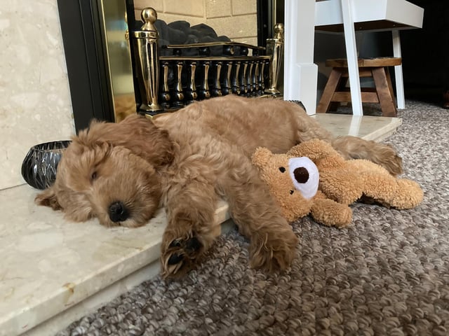 Labradoodle Hope is the newest member of Vanessa Cairns' family