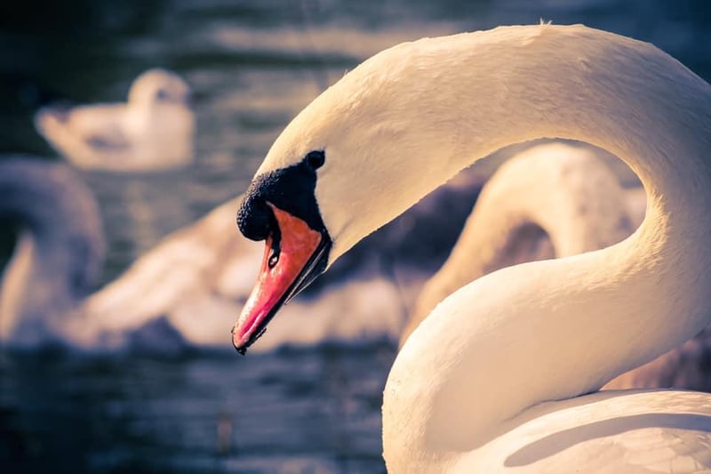 Brian Melville snapped this perfect image of cob swan.