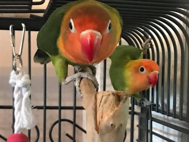 Jenny's new birds came home at the start of October and has kept her company, as she lives alone. She said: "They have been fantastic company, and very entertaining."