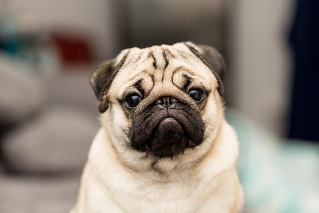 Pugs are charming, loving and a popular choice of dog with many (Photo: Shutterstock)