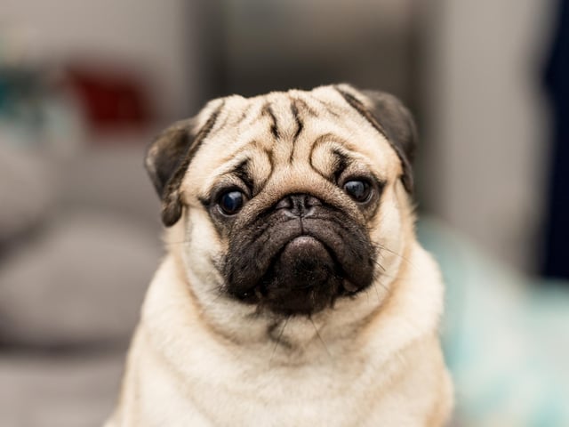 Pugs are charming, loving and a popular choice of dog with many (Photo: Shutterstock)