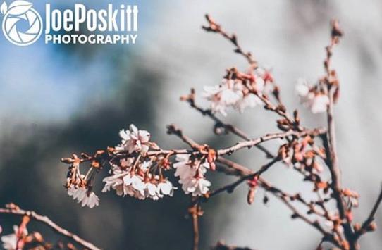 Lovely Spring flowers by @joeposkittphotography