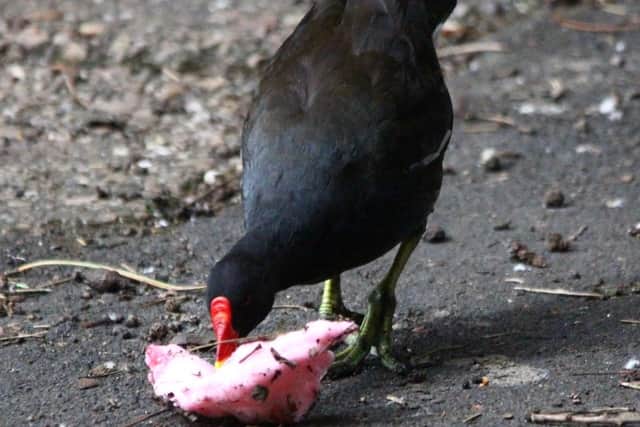 Moorhen with a sweet tooth by Karon Mayor