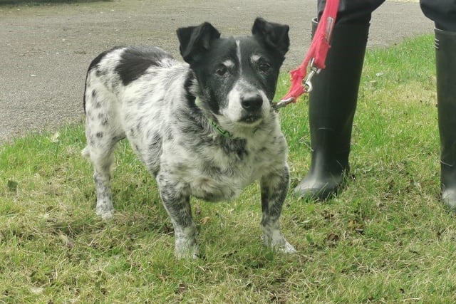 Sweet little Ronnie is looking for his retirement home. Being an older dog he enjoys gentle short walks, followed by naps on the sofa. He is an inquisitive little fellow, and likes to see what’s happening around and about his kennel.
