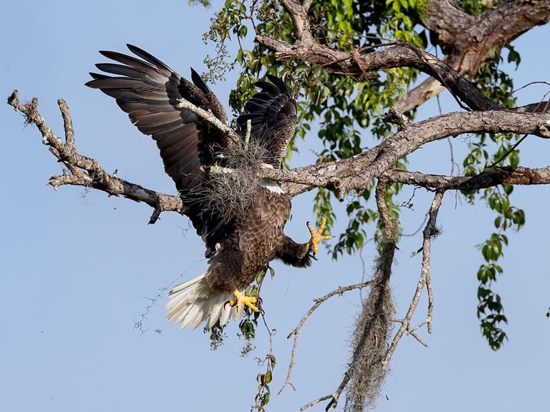 Bald Eagles will use the same nest for years, even decades, adding new material to it at the beginning and throughout the nesting season. Normally, they are highly skilled at snapping branches off of trees while in flight. Possibly tired from working nonstop all morning on a new nest, this particular Bald Eagle wasn't showing its best form. Yes, sometimes they miss. Although this looks painful, and it might very well be, the eagle recovers with just a few sweeping wing strokes, and choses to rest a bit before making another lumber run.
Animal: Bald Eagle
Location of shot: South West Florida, USA