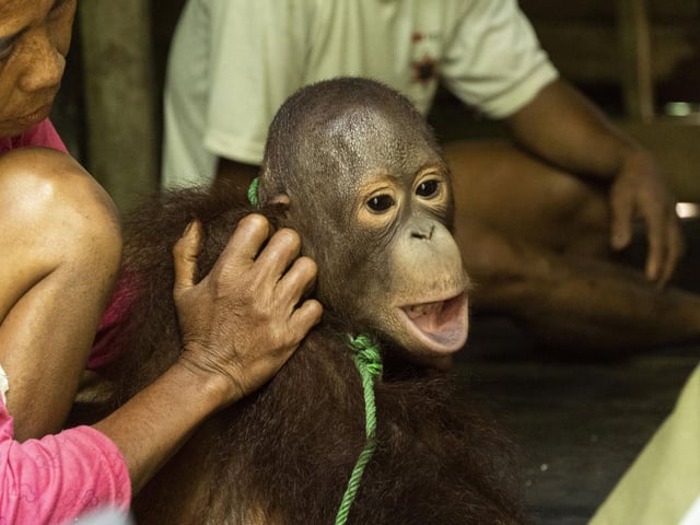 Kurkur before being removed from his 'owner' by the IAR