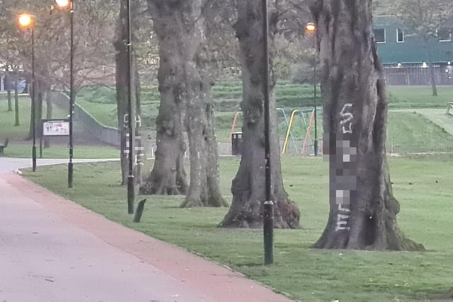 Picture shows damage to a tree in Hillsborough Park