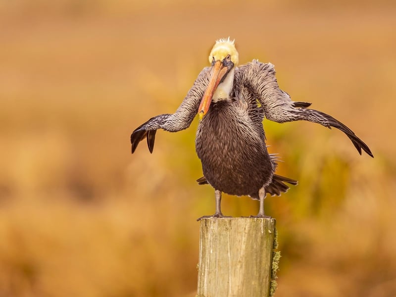 I was photographing brown pelicans on a rainy day in southern Louisiana in early 2021, still in the midst of the Covid-19 pandemic. As the pelicans woke up, they would shake the water off their bodies before heading out to fish. This particular one almost seemed to be shrugging his shoulders, as if to say, "I have no idea what 2021 will be like."
Animal: Brown pelican
Location of shot: Southern Louisiana, USA