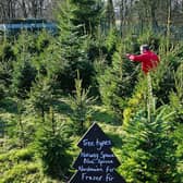 Christmas Trees sales at Longshaw.