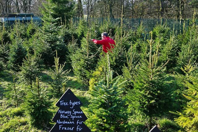 Christmas Trees sales at Longshaw.