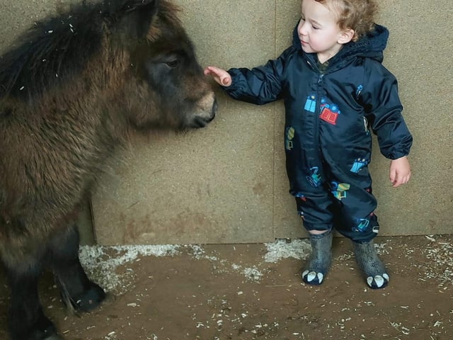 Carly Preen's children were in for a Christmas to remember in 2020 as they welcomed their new present, Dutch, a six-month-old Shetland pony. She said: "He's just coming out of his shell now, he's a right little character. My horse, however, is not so sure he wanted a little brother..."