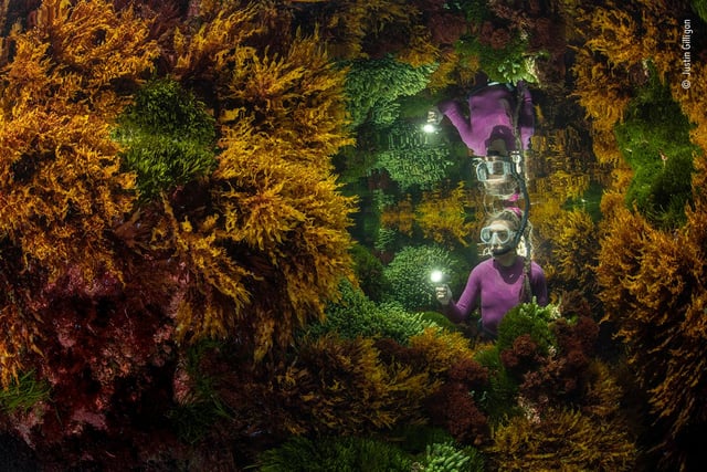 Justin Gilligan (Australia) creates the reflection of a marine ranger among the seaweed. At the world’s southernmost tropical reef, Justin wanted to show how careful human management helps preserve this vibrant seaweed jungle. With only a 40-minute window where tide conditions were right, it took three days of trial and error before Justin got his image. Impacts of climate change, such as increasing water temperature, are affecting the reefs at an ever-increasing rate. Seaweed forests support hundreds of species, capture carbon, produce oxygen and help protect shorelines.
