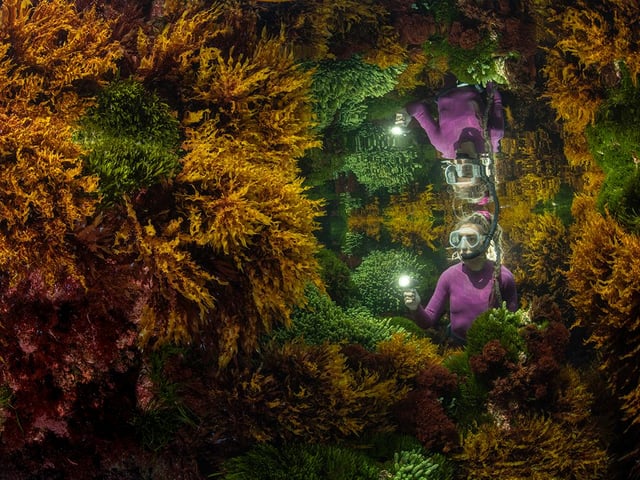 Justin Gilligan (Australia) creates the reflection of a marine ranger among the seaweed. At the world’s southernmost tropical reef, Justin wanted to show how careful human management helps preserve this vibrant seaweed jungle. With only a 40-minute window where tide conditions were right, it took three days of trial and error before Justin got his image. Impacts of climate change, such as increasing water temperature, are affecting the reefs at an ever-increasing rate. Seaweed forests support hundreds of species, capture carbon, produce oxygen and help protect shorelines.