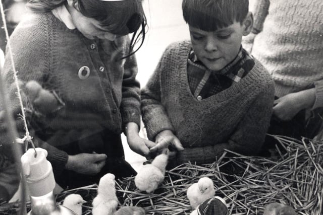 Easter chicks on display at Hawkes egg shop, Middlewood Road, Sheffield...April 1969