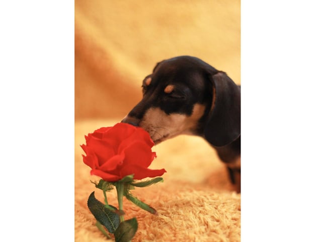 Arlo was in second place, sponsored by Top Dog Photography