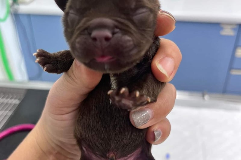 The pups were rushed to nearby Peak Vets in Sheffield, where staff warmed up their freezing bodies. Without their mother, the pups had to be hand reared by RSPCA staff, which required feeding them every two hours, including through the night.