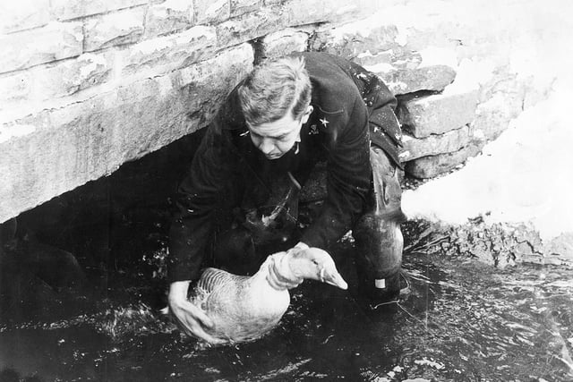Sheffield retro: 17 nostalgic photos looking back at Endcliffe Park ...
