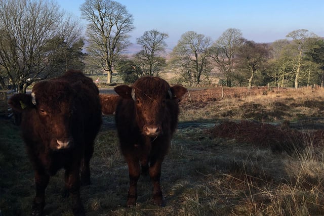 Longshaw cattle were very proud of their newly born calf taken by @doristhehat