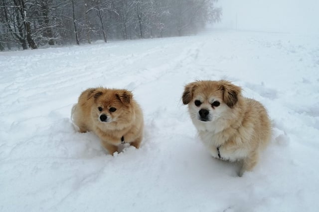Dr Maria RomeroGonzalez shared this photo of her dogs Nini and Nicu enjoying the snow in Lodge Moor