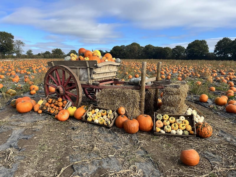 Located just outside of Derby, Mr Pumpkin is a fourth-generation arable farm that has embraced the "romance of pumpkins." With thousands of pumpkins in a variety of colours, children and adults alike can spend hours finding the perfect one. In addition to the pumpkin patch, the farm offers classic, good old-fashioned fun with activities like a 'Bale Mountain' and a Pumpkin Trail. 🎃 6.40/10