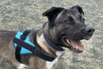 Meet Rocky. He is an Akita cross and is seven-years-old. The RSPCA say: 'Rocky is a beautiful, calm boy. Rocky is a friendly chap who is happy to greet new people and enjoys attention.' He cannot be rehomed in Gosport. Rocky can't live with other dogs or cats. He can be around children aged 12+.