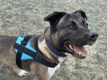 Meet Rocky. He is an Akita cross and is seven-years-old. The RSPCA say: 'Rocky is a beautiful, calm boy. Rocky is a friendly chap who is happy to greet new people and enjoys attention.' He cannot be rehomed in Gosport. Rocky can't live with other dogs or cats. He can be around children aged 12+.