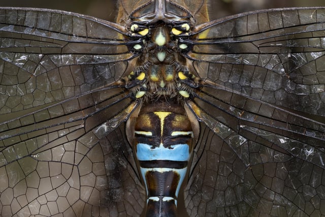 Pattern and texture category winner - Hawker dragonfly at Abberton Reservoir, Essex.