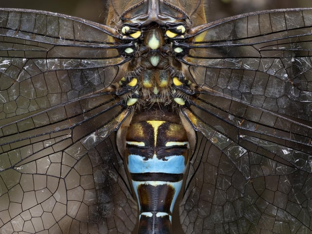 Pattern and texture category winner - Hawker dragonfly at Abberton Reservoir, Essex.