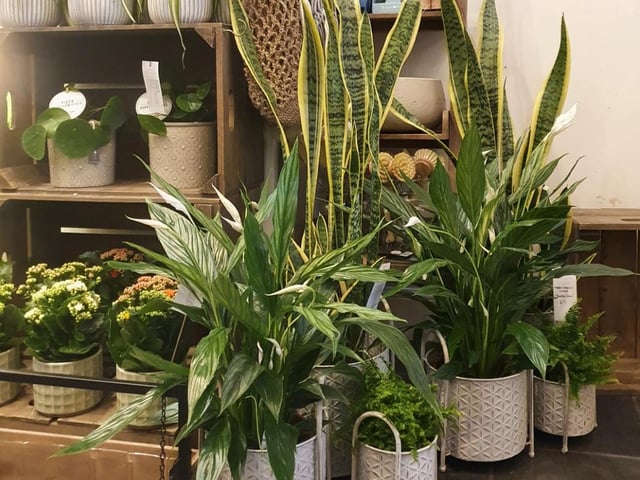 Snapdragon is a beloved local plant shop bursting with a variety of houseplants, flowers and accessories for green-fingered folks. With its affordable range of easy to care for plants such as parlour palms, string of hearts, chinese money plants and peace lilies, it has provides the essentials for starting your own indoor garden. The shop tucked away on Bruntsfield Place also offers plant enthusiasts an essential range of tools, with everything from watering cans and misters to organic fertiliser available to purchase.
146 Bruntsfield Pl, Edinburgh EH10 4ER