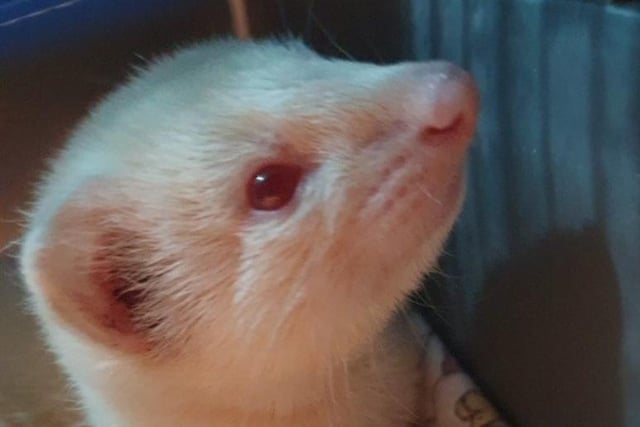 Tempest the 14-week-old female ferret.