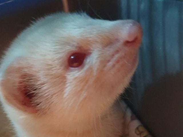 Tempest the 14-week-old female ferret.