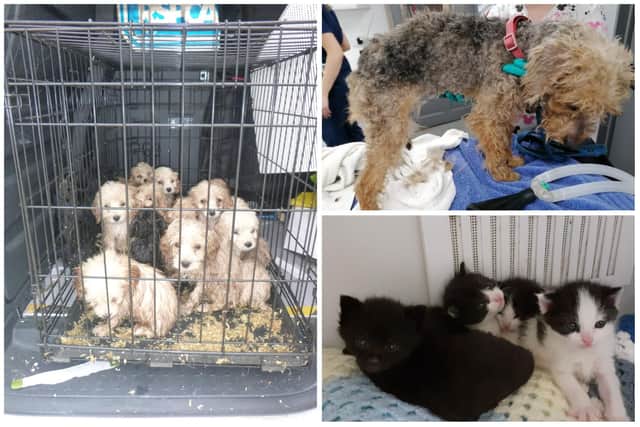 The RSPCA has revealed how many abandoned animals it receives calls about in Sheffield