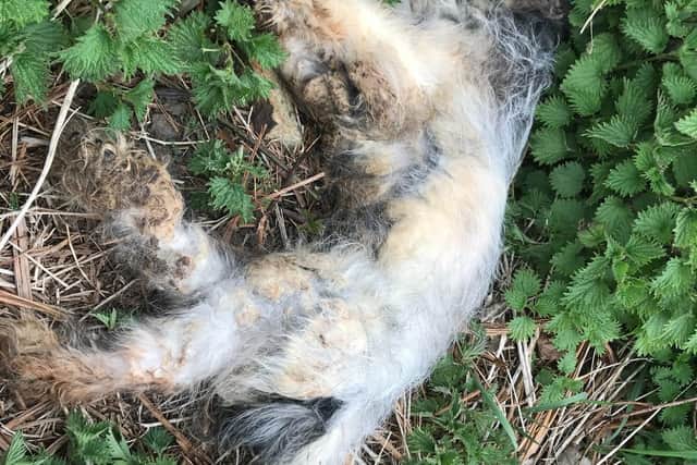 The RSPCA is investigating after an emaciated and matted dying dog was found dumped in a Sheffield layby with a brick placed on his head.