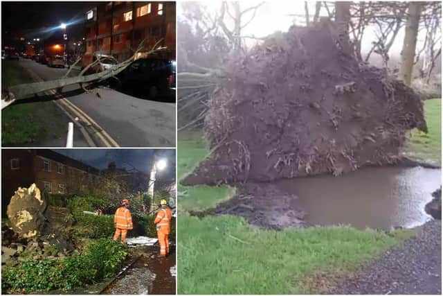 At least 16 trees were brought crashing down to earth in Sheffield during the high speed winds of Storm Dudley.