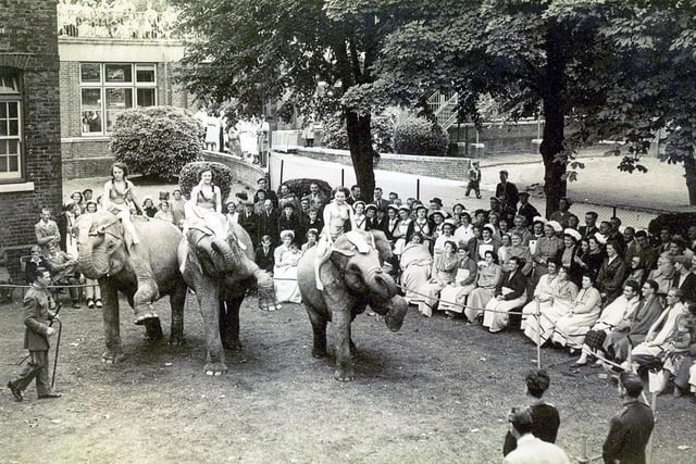 Circus elephants Chipperfields Circus at St Mary's Hospital, Milton in 1952.
A young boy patient sent a letter to Chipperfields located on Southsea Common, telling them that he could not come, but could they come to him. Amazingly, they did. Some animals even went into the wards for the children to see.