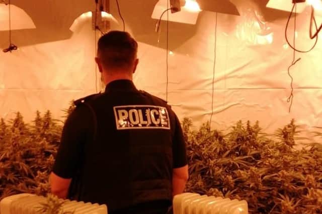 Around 30 cannabis plants were seized by officers during a raid this morning.