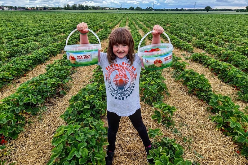 Strawberry picking at Eastfield Farm from Becki Covell.