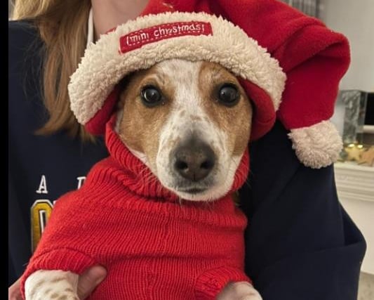 Dave Hewitt posted this photo of Martha in her Santa outfit.