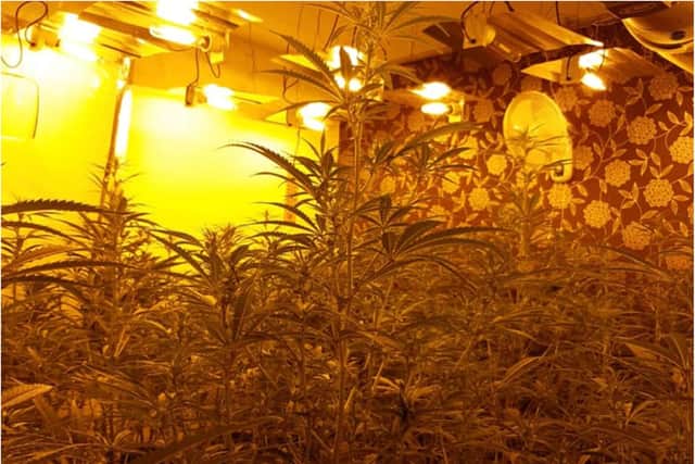 Around 150 cannabis plants were found in a property in Swinton, Rotherham.