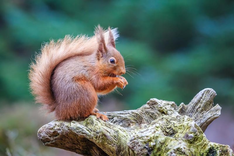 At one time red squirrels would have been a common site all over the country, but they’ve increasingly been forced out by invasive grey squirrels. You can still see the native red in a number of places, though, including Smardale Gill and Wreay Wood in Cumbria, Brownsea Island in Dorset, Freshfield Dune heath in Lancashire and Loch of the Lower in Perthshire.