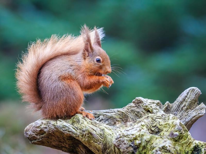 At one time red squirrels would have been a common site all over the country, but they’ve increasingly been forced out by invasive grey squirrels. You can still see the native red in a number of places, though, including Smardale Gill and Wreay Wood in Cumbria, Brownsea Island in Dorset, Freshfield Dune heath in Lancashire and Loch of the Lower in Perthshire.