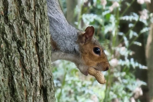 A squirrel (and his snack) at North Marine Park.