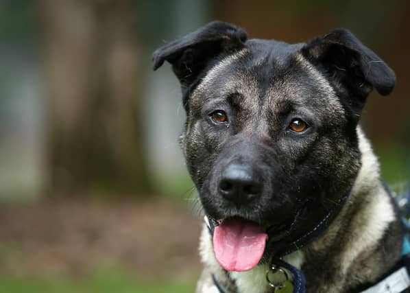 Stubbington Ark, in Fareham, is home to many animals who are up for adoption.